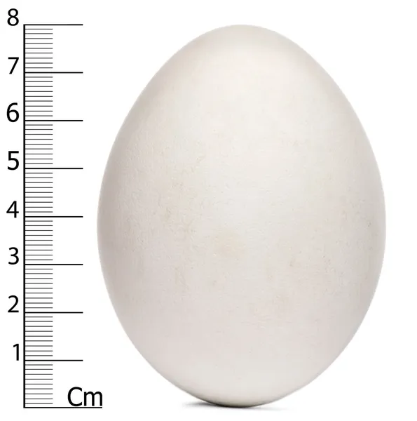 Egg of Griffon Vulture with measurements, Gyps fulvus, in front of white background — Stock Photo, Image