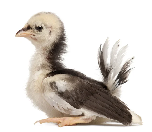 Serama, Maleis ayam serama, een kriel ras van kip, 3 weken oud, voor witte achtergrond — Stockfoto