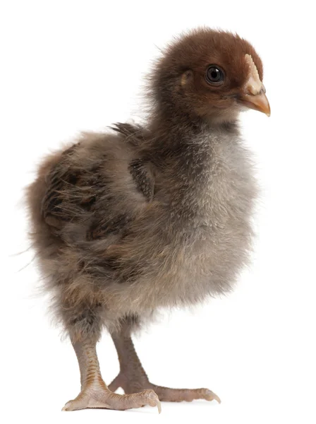 Orpington, en ras av kyckling, 3 veckor gammal, står framför vit bakgrund — Stockfoto