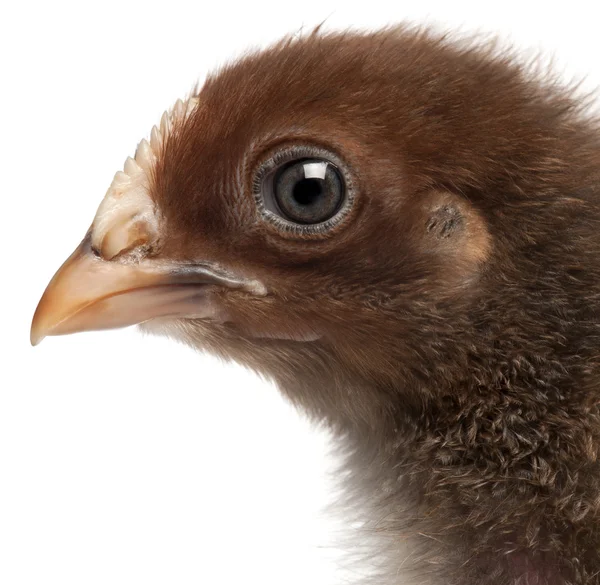 Orpington, een ras van kip, 3 weken oud, staande voor de witte achtergrond — Stockfoto