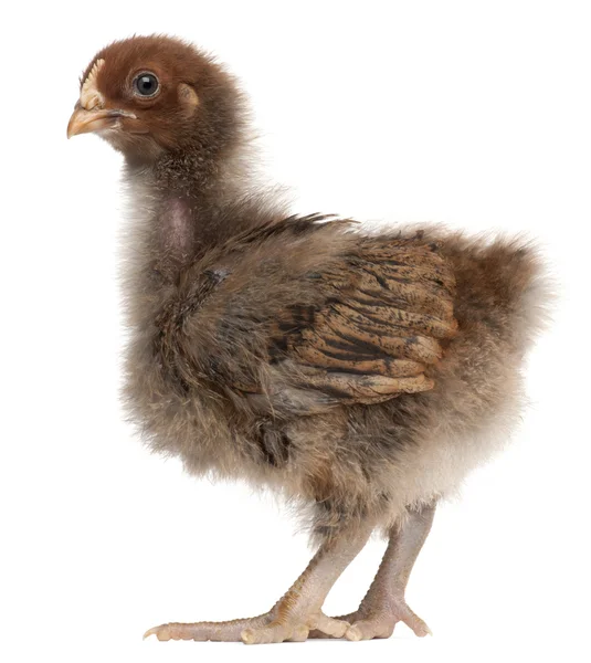 Orpington, en ras av kyckling, 3 veckor gammal, står framför vit bakgrund — Stockfoto