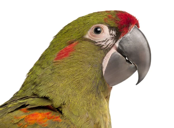 Macaw de frente vermelha, Ara rubrogenys, 6 meses , — Fotografia de Stock