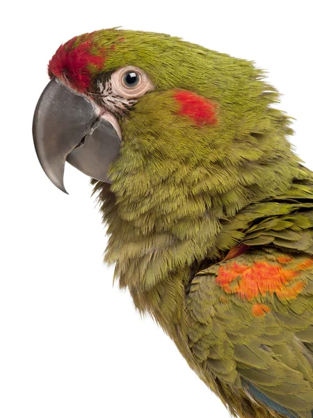 Kırmızı önlü Amerika papağanı, ara rubrogenys, 6 aylık, — Stok fotoğraf