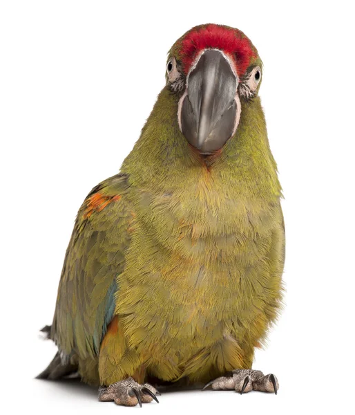 Konžský papoušek ara rubrogenys, 6 měsíců, — Stock fotografie