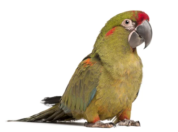 Red-fronted Macaw, Ara rubrogenys, 6 months old, — Stock Photo, Image