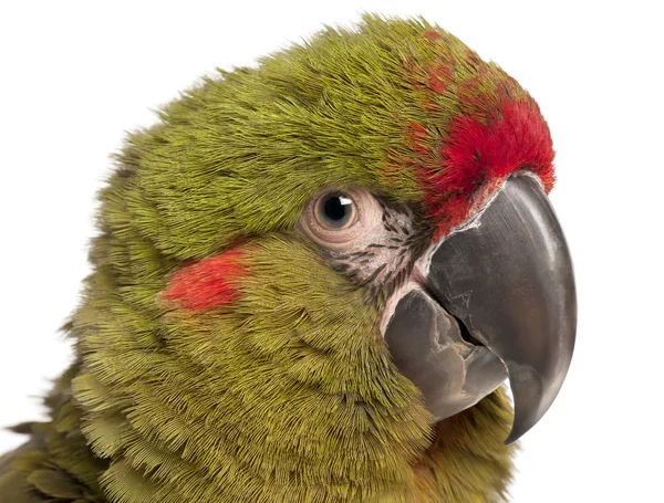 Kırmızı önlü Amerika papağanı, ara rubrogenys, 6 aylık, — Stok fotoğraf