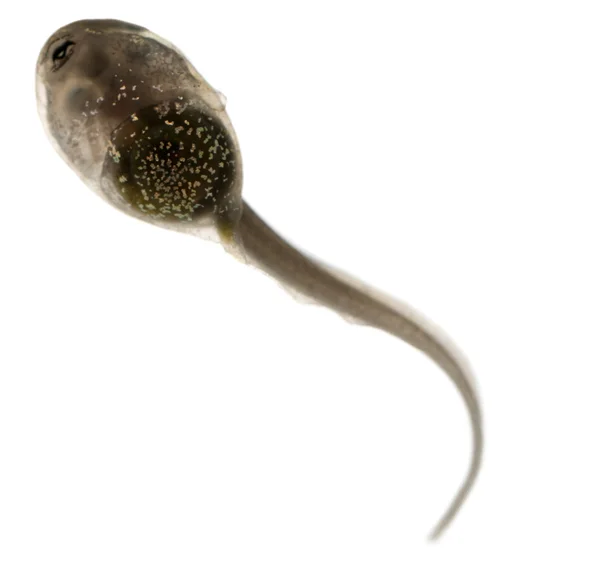 Common Frog, Rana temporaria tadpole with internal gills, 3 weeks after hatching, in front of white background — Stock Photo, Image