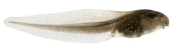 Sapo comum, girino Rana temporaria com guelras internas, 3 semanas após a eclosão, na frente do fundo branco — Fotografia de Stock
