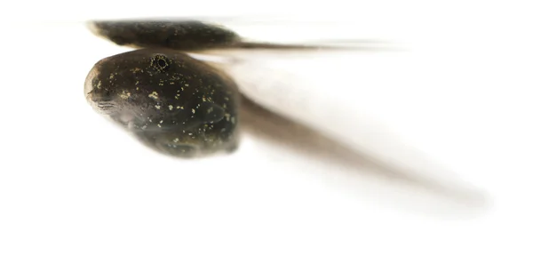 Sapo comum, girino Rana temporaria com guelras internas, 3 semanas após a eclosão, na frente do fundo branco — Fotografia de Stock