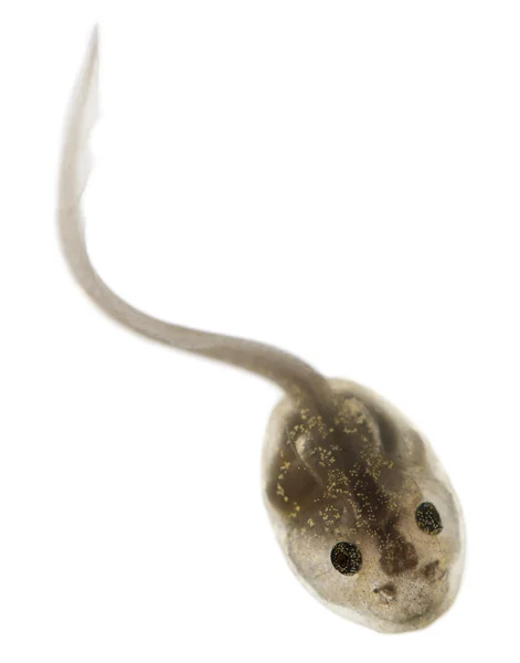Обычная лягушка, Рана темпорария головастик с внутренними жабрами, 3 недели после вылупления, перед белым фоном — стоковое фото