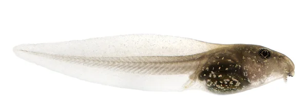 Gemeiner Frosch, rana temporaria Kaulquappe mit Kiemen, 3 Wochen nach dem Schlüpfen, vor weißem Hintergrund — Stockfoto