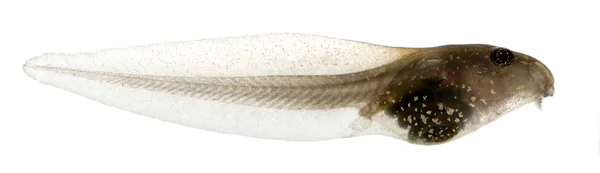 Common Frog, Rana temporaria tadpole with internal gills, 3 weeks after hatching, in front of white background — Stock Photo, Image