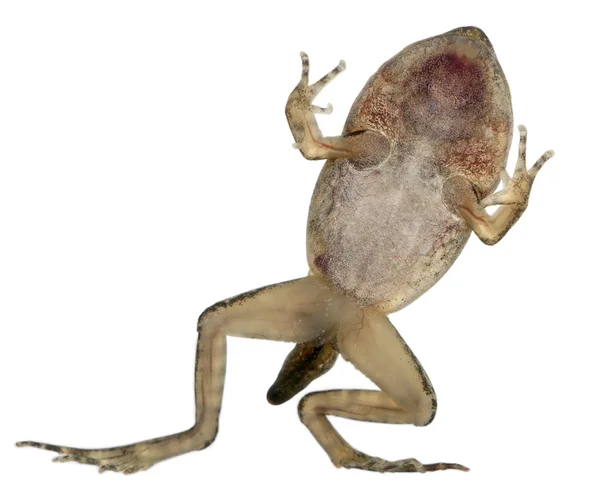 Κοινή βάτραχος, rana temporaria, νέους ΜΕΤΑΜΟΡΦΩΣΙΣ σε 14 εβδομάδες, μπροστά από το λευκό φόντο — Φωτογραφία Αρχείου
