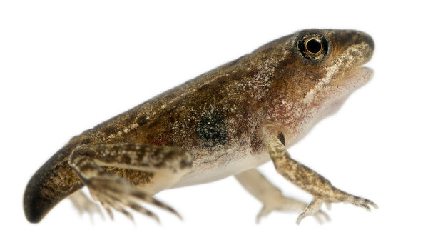 Common Frog, Rana temporaria, молодой метаморфоз в возрасте 14 недель, на белом фоне
