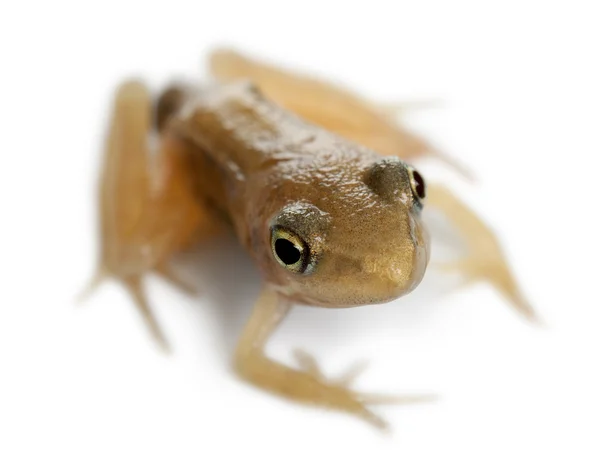 Σχεδόν ενήλικο κοινό βάτραχος, rana temporaria, 16 εβδομάδων, μπροστά από το λευκό φόντο — Φωτογραφία Αρχείου