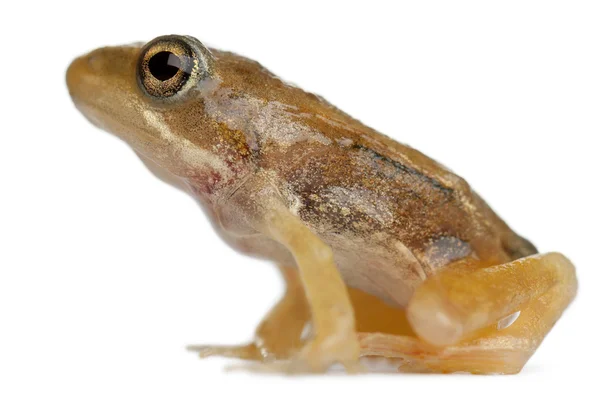 Fast ausgewachsener gemeiner Frosch, rana temporaria, 16 Wochen alt, vor weißem Hintergrund — Stockfoto