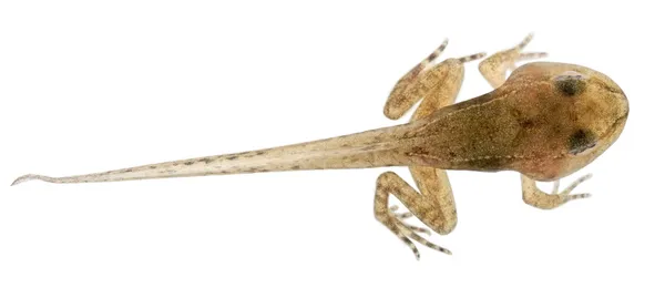 Κοινή βάτραχος, rana γυρίνος temporaria με όλα τα πόδια, 12 εβδομάδων, μπροστά από το λευκό φόντο — Φωτογραφία Αρχείου
