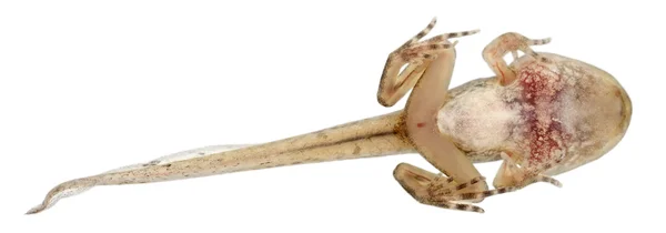 Common Frog, girino di Rana temporaria con tutte le gambe, di 12 settimane, davanti allo sfondo bianco — Foto Stock