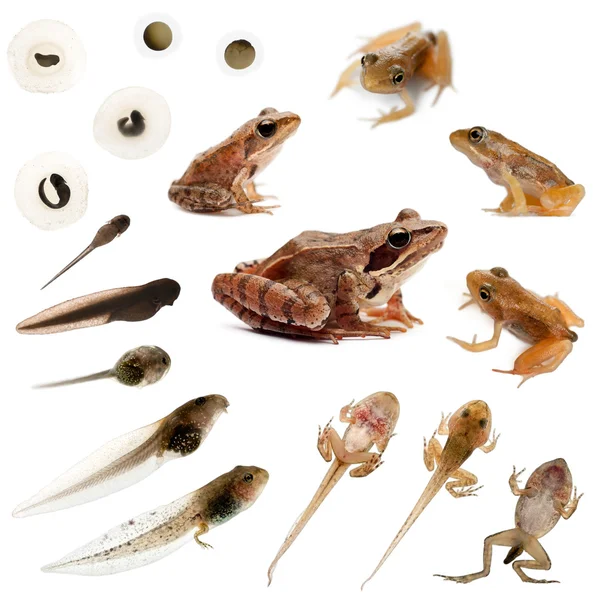 Composition of the complete evolution of a Common frog in front — Stock Photo, Image