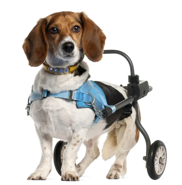 Paralyzed handicapped Basset Artésien Normand dog, 8 years old, in front of white background — Stok fotoğraf