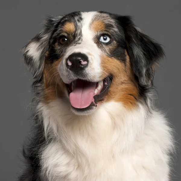 Close-up of Australian Shepherd in front of grey background — Stock Photo, Image