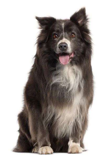 Border Collie, 8 years old, in front of white background — Stock Photo, Image