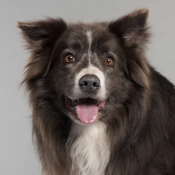 Close-up of Border Collie in front of grey background — Stock Photo, Image