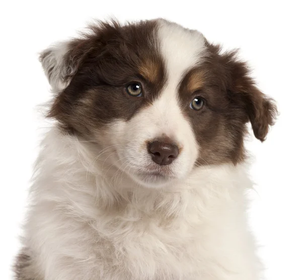 Australian Shepherd dog, 9 months old, sitting in front of white background — Stock Photo, Image