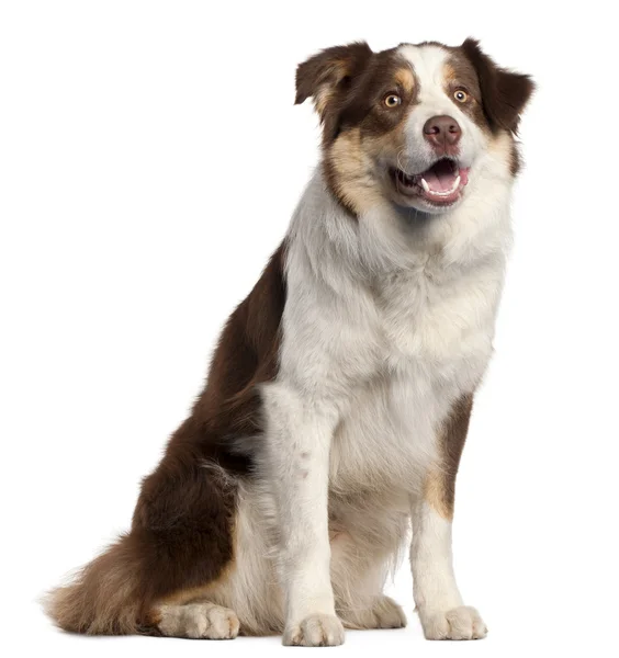 Australian Shepherd dog, 9 months old, sitting in front of white background — Stock Photo, Image