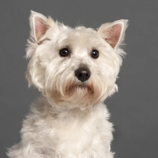 Close-up of West Highland White Terrier in front of grey background — Stock Photo, Image