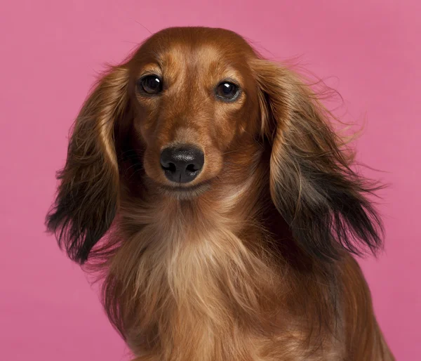 stock image Close-up of Dachshund in front of pink background