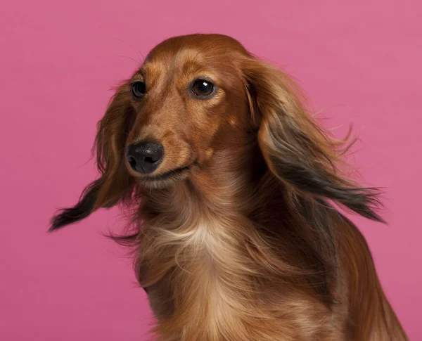 Stock image Close-up of Dachshund in front of pink background