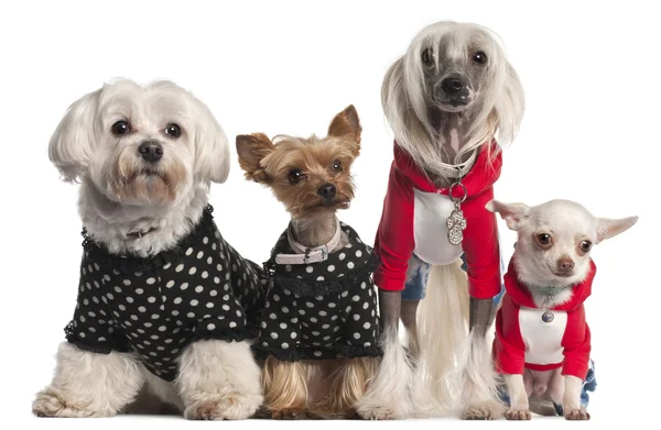 Quatro cães vestidos em frente ao fundo branco — Fotografia de Stock