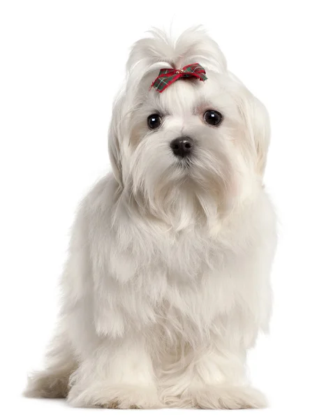 Maltees pup, 4 maanden oud, voor witte achtergrond — Stockfoto
