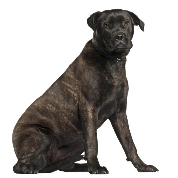 Bullmastiff, 8 months old, sitting in front of white background — Stock Photo, Image