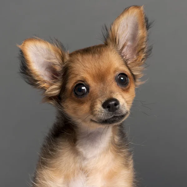 Primo piano di Chihuahua davanti allo sfondo grigio — Foto Stock
