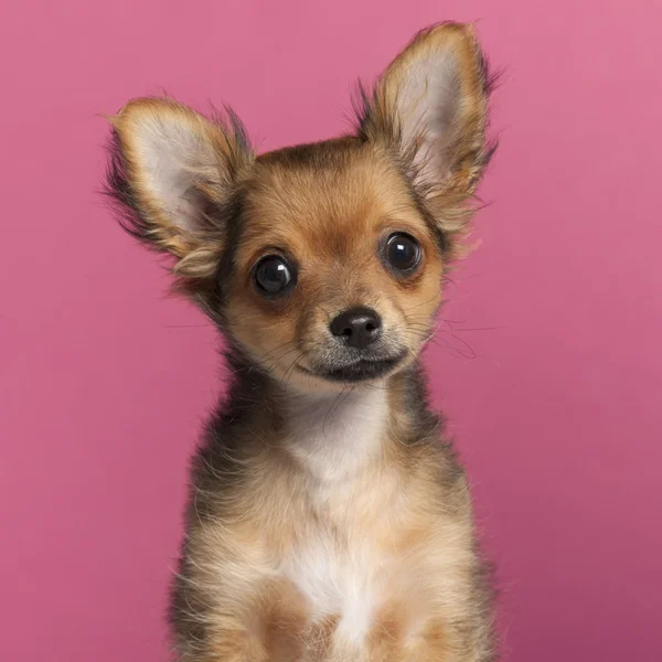 Primer plano de Chihuahua frente a fondo rosa — Foto de Stock