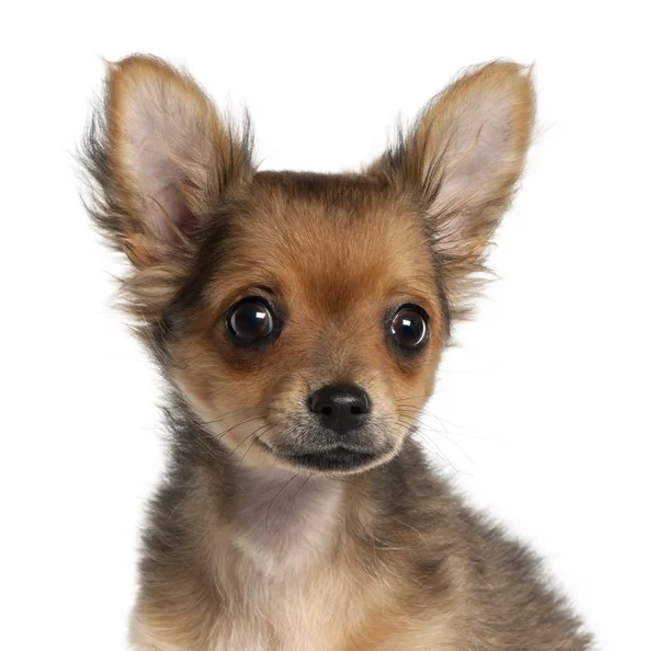 Primer plano del cachorro Chihuahua, de 2 meses y medio de edad, frente al fondo blanco — Foto de Stock