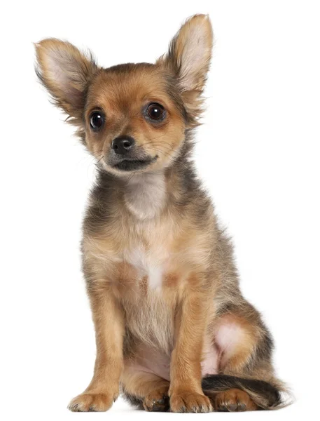 Close-up de cachorro Chihuahua, 2 meses e meio de idade, na frente do fundo branco — Fotografia de Stock