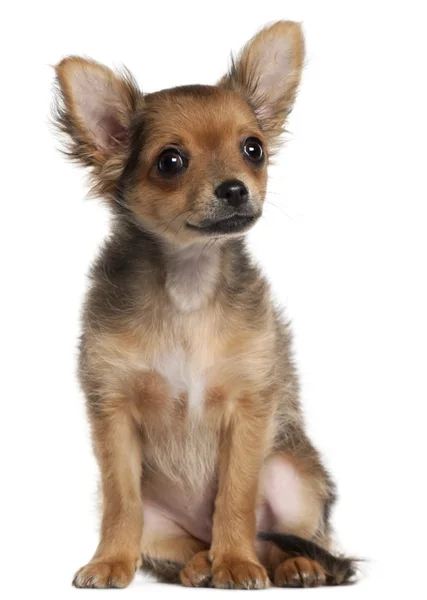 Close-up de cachorro Chihuahua, 2 meses e meio de idade, na frente do fundo branco — Fotografia de Stock