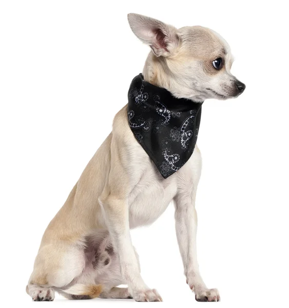 Chihuahua noszenie chustki, 8 miesięcy, siedząc z przodu białe tło — Zdjęcie stockowe