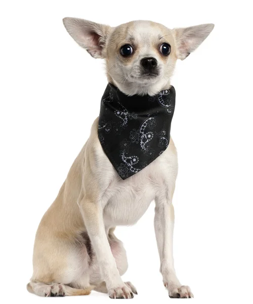 Chihuahua vestindo lenço, 8 meses, sentado na frente do fundo branco — Fotografia de Stock