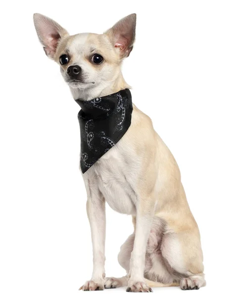 Chihuahua wearing handkerchief, 8 months old, sitting in front of white background — Stock Photo, Image