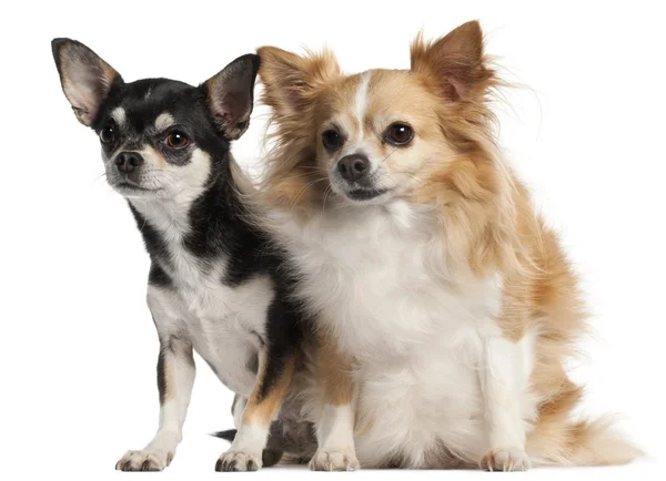 Chihuahua, 8 and 3 years old, sitting in front of white background — Stock Photo, Image