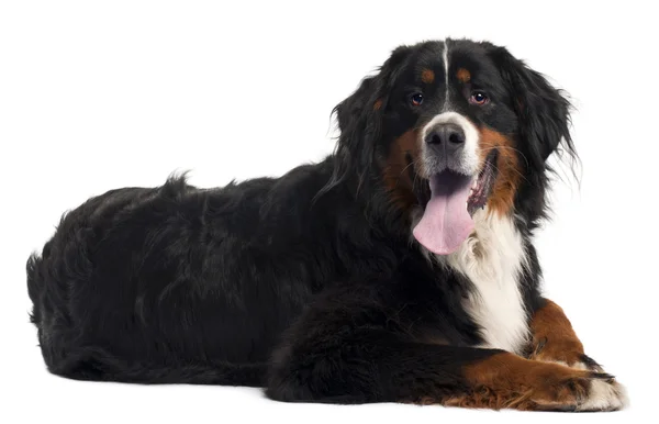 Bernese mountain dog, 2 years old, lying in front of white background — Stock Photo, Image