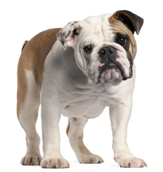 Bulldog inglese, 7 mesi, in piedi di fronte a sfondo bianco — Foto Stock