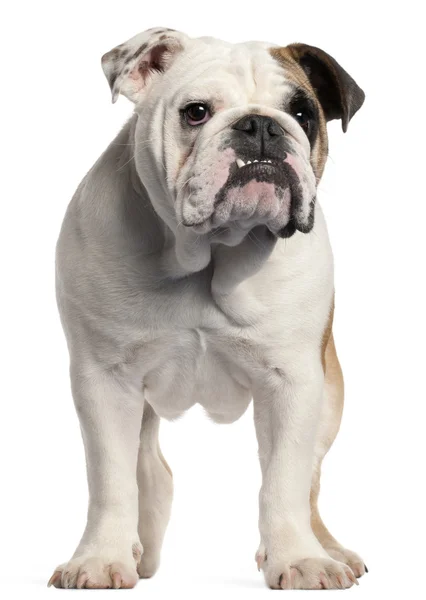 Bulldog inglés, 7 meses de edad, de pie frente al fondo blanco —  Fotos de Stock