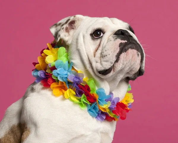 Közeli kép: angol Bulldog visel rózsaszín háttér előtt Hawaii-lei — Stock Fotó