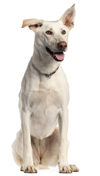 Berger Blanc Suisse, 3 years old, sitting in front of white background — Stock Photo, Image