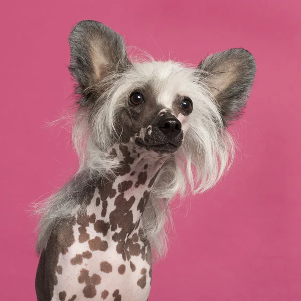 Close-up de Cão Crested chinês na frente de fundo rosa — Fotografia de Stock